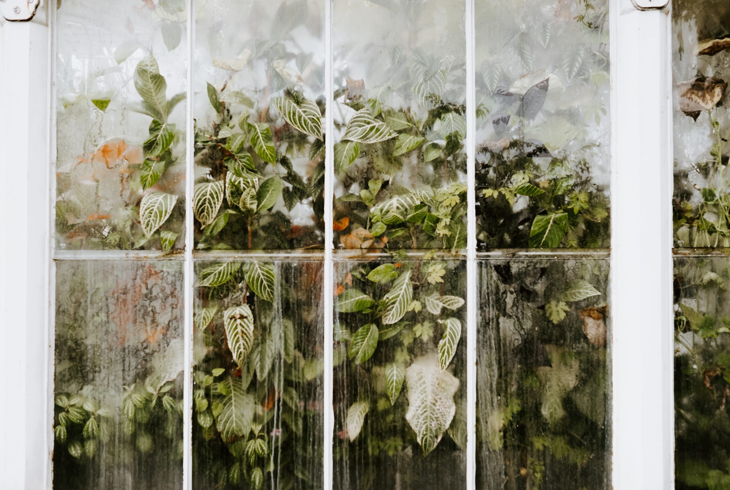 Close up photo of plants through greenhouse window panes.
